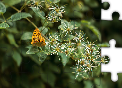 Motyl, Roślina, Kwiaty