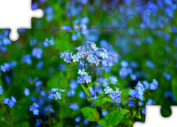 Niebieskie, Kwiaty, Brunera