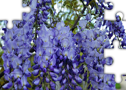 Niebieskie, Kwiaty, Glicynia