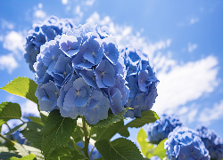 Niebieskie, Kwiaty, Hortensje, Listki, Niebo