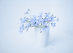 Niebieskie, Kwiaty, Iglica pospolita