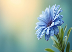 Kwiat, Niebieska, Stokrotka afrykańska, Grafika