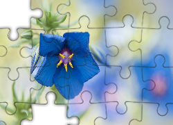 Niebieski, Kwiat, Kurzyślad, Anagallis, Rozmyte tło