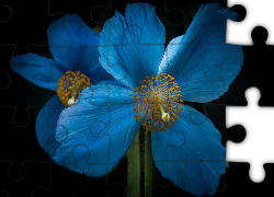 Kwiat, Mak, Niebieski
