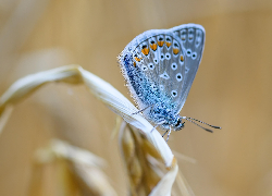 Motyl, Modraszek ikar, Owad, Niebieski