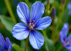 Niebieski, Pięciopłatkowy, Kwiat, Zbliżenie