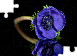 Kwiaty, Niebieski, Zawilec, Odbicie