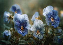 Niebieskie, Bratki, Grafika AI