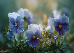 Niebieskie, Bratki, Kwiaty, Pąki, Grafika AI