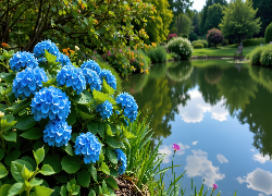 Staw, Kwiaty, Niebieskie, Hortensje, Zieleń, Park