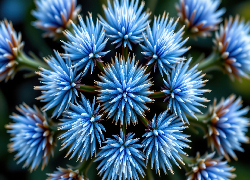 Niebieskie, Igiełkowe, Kwiaty