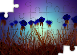 Rośliny, Kwiaty, Niebieskie