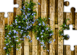 Niebieskie, Kwiatuszki, Ogrodzenie