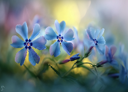 Floksy, Niebieskie, Kwiaty, Grafika AI