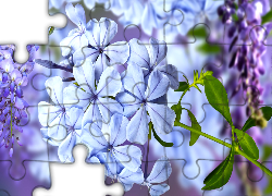 Kwiaty, Niebieskie, Glicynia, Rozmycie, Grafika