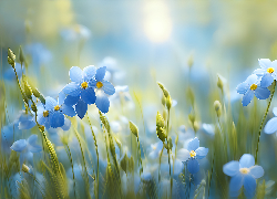 Niebieskie, Kwiatki, Grafika