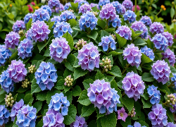 Niebiesko-fioletowa, Hortensja