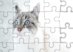 Kot, Niebieskie, Oczy