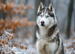 Pies, Siberian husky, Niebieskooki, Gałązki