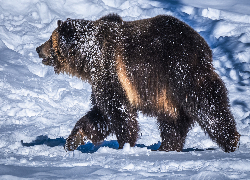 Niedźwiedź brunatny, Śnieg