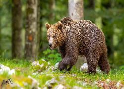 Idący, Niedźwiedź brunatny