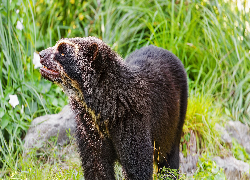 Niedźwiedź okularowy, Andyjski