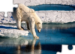 Niedźwiedź polarny, Śnieg, Lód