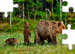 Niedźwiedzie brunatne, Niedźwiadki, Łąka