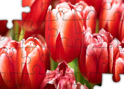 Czerwone, Tulipany, Zbliżenie