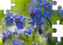 Niebieskie, Kwiaty, Zbliżenie, Niezapominajki