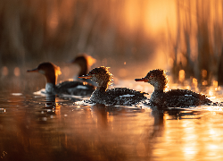 Nurogęsi, Ptaki, Woda, Grafika AI, Kaczki