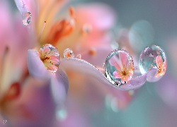 Kwiat, Krople, Odbicia, Grafika AI