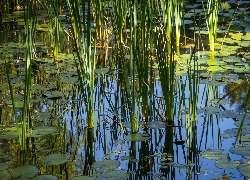 Trawa, Liście, Odbicie, Staw, Bagno