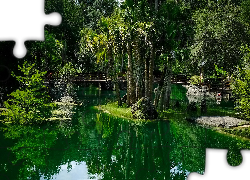 Ogród botaniczny Cedar Lakes Woods and Gardens, Ogród, Staw, Palmy, Mostek, Stan Floryda, Stany Zjednoczone