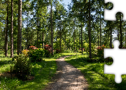 Anglia, Westonbirt Arboretum, Park, Ścieżka