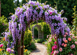 Ogród, Pergola, Glicynia, Róże