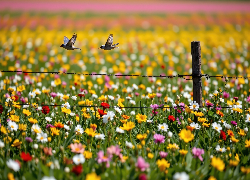 Dwa, Ptaki, Kwiaty, Łąka, Ogrodzenie