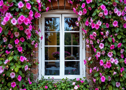 Różowe, Kwiaty, Okno, Ściana, Cegły