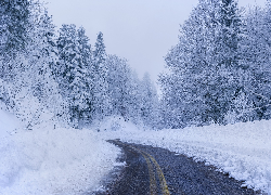 Zima, Droga, Śnieg, Zaśnieżone, Drzewa, Las