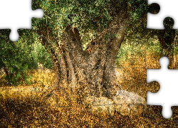 Stare, Drzewo oliwne, Oliwka europejska, Kamienie, Trawy