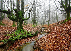 Hiszpania, Park Narodowy Gorbea, Las, Mgła, Strumień, Drzewa, Omszałe, Korzenie