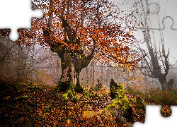 Hiszpania, Park Narodowy Gorbea, Jesień, Drzewa, Mgła