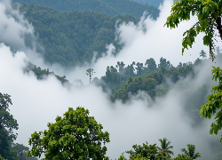 Drzewa, Opadająca, Mgła