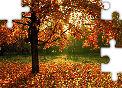 Jesień, Park, Drzewo, Klon, Opadłe, Liście
