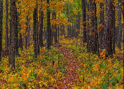 Jesień, Las, Kolorowe, Drzewa, Opadłe, Liście, Ścieżka