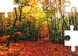 Jesień, Droga, Liście, Drzewa, Promienie słońca