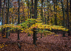 Las, Jesień, Kolorowe, Drzewa, Gałęzie, Liście