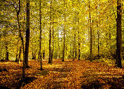 Park, Drzewa, Opadłe, Liście