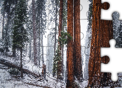 Las, Drzewa, Sekwoje, Zima, Park Narodowy Sekwoi, Kalifornia, Stany Zjednoczone