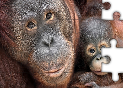 Orangutan, Młode